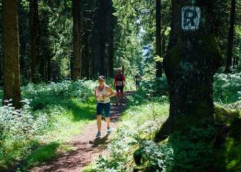 Läufer und Läuferinnen im sonnendurchfluteten Wald