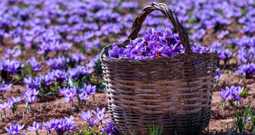 Korb mit Safran Blüten auf Safran Krokus Feld
